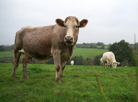 University of Cambridge wholeSEM group publish report on UK land use and bioenergy production University of Cambridge wholeSEM group publish report on UK land use and bioenergy production